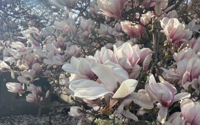 LENTE YOGA, de energie neemt toe!